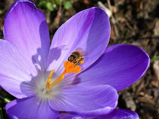 Befruchtung der Eizelle - Schwangerschaftsverlauf